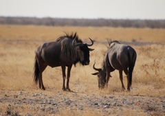 Connochaetes taurinus taurinus