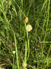Fuirena scirpoidea