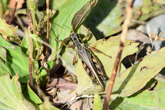 Melanoplus fasciatus