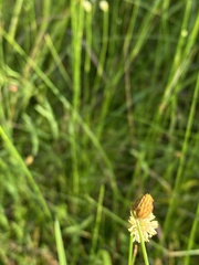Fuirena scirpoidea