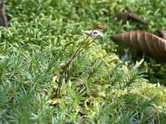Polytrichum juniperinum