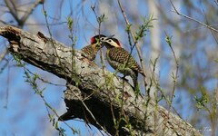 Colaptes melanochloros