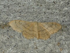 Idaea aversata