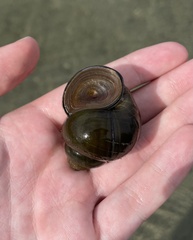 Cipangopaludina chinensis