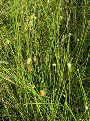 Fuirena scirpoidea