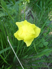 Trollius europaeus