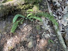 Asplenium platyneuron