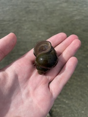 Cipangopaludina chinensis