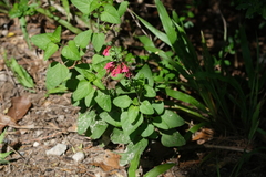 Salvia coccinea