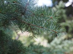 Picea engelmannii