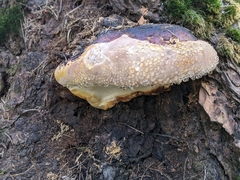 Fomitopsis mounceae