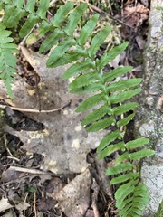 Asplenium platyneuron