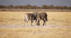 Equus quagga burchellii