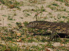 Varanus niloticus