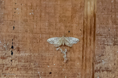 Idaea demissaria