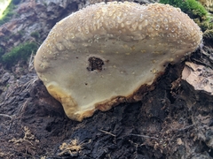 Fomitopsis mounceae