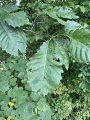 Quercus muehlenbergii