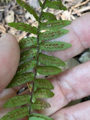 Asplenium platyneuron