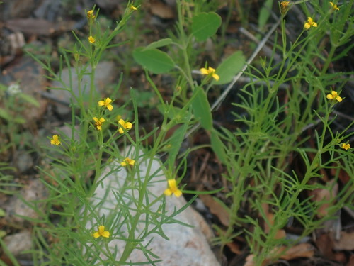 Image of Heterosperma pinnatum by no rights reserved