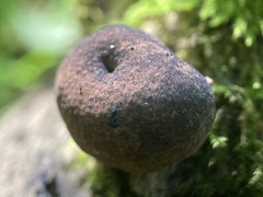 Daldinia childiae