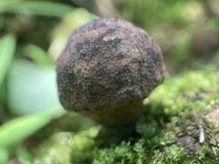 Daldinia childiae