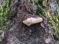 Fomitopsis mounceae