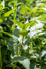 Silphium perfoliatum