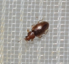 Corticariinae
