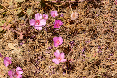 Clarkia rubicunda
