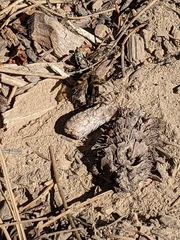 Etorofus obliteratus