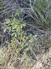 Mimosa borealis