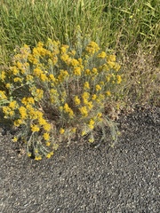 Chrysothamnus viscidiflorus