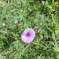 Ipomoea ternifolia ternifolia