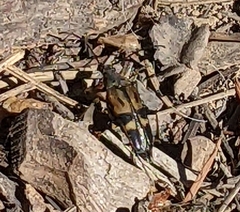 Etorofus obliteratus