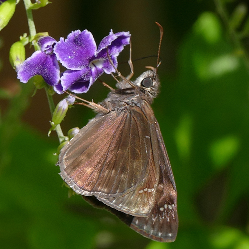 Horace's Duskywing, photo 6 of 7