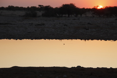 Tachybaptus ruficollis capensis