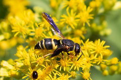 Euodynerus hidalgo