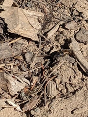 Etorofus obliteratus