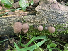 Daldinia childiae