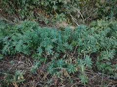 Euphorbia