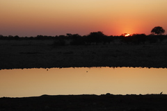 Tachybaptus ruficollis capensis