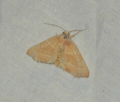 Atethmia centrago