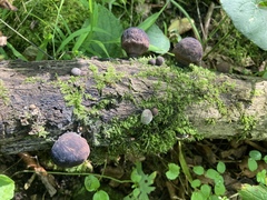 Daldinia childiae