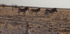 Equus quagga burchellii