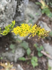 Solidago arguta