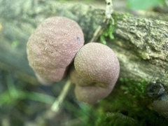 Daldinia childiae