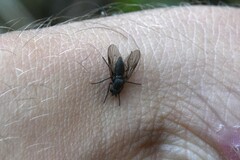 Symphoromyia