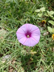 Ipomoea ternifolia ternifolia