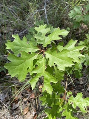 Quercus buckleyi