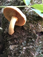 Gymnopilus luteus